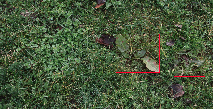 Field weed detection project imagery