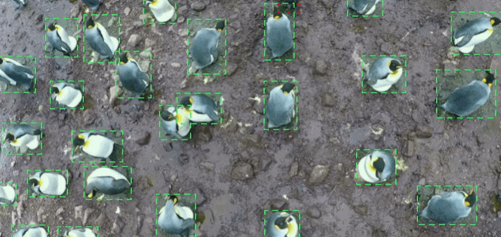 Penguin monitoring project imagery